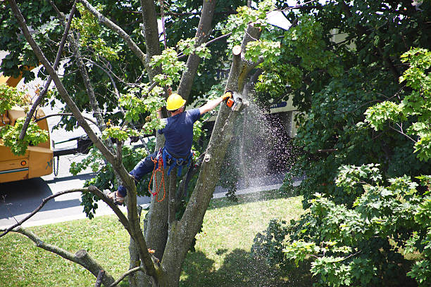 How Our Tree Care Process Works  in  Glen Allen, VA